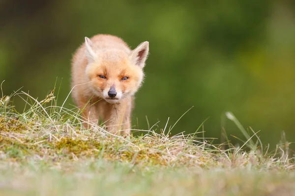 Filhote de raposa vermelha selvagem — Fotografia de Stock