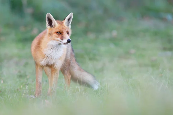 야생붉은 여우 새끼 — 스톡 사진