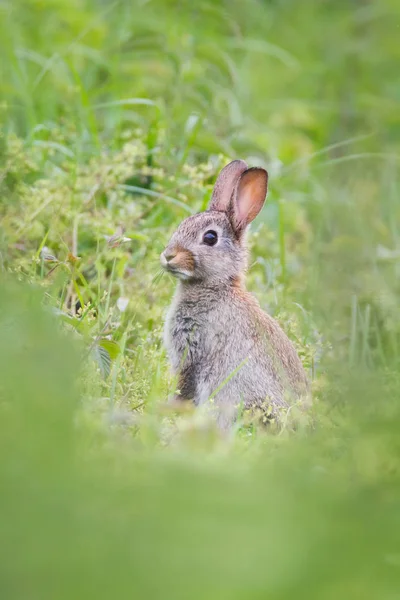 풀밭에서 야생 토끼 — 스톡 사진