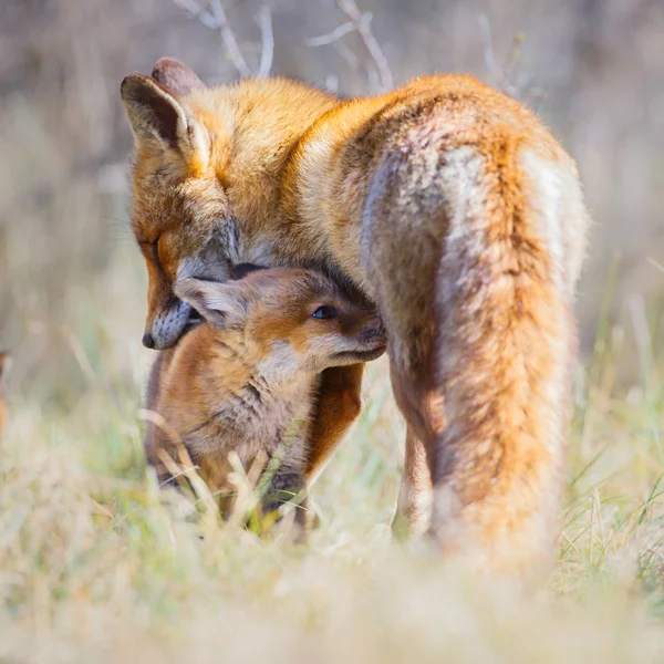 Volpe rossa con cucciolo — Foto Stock