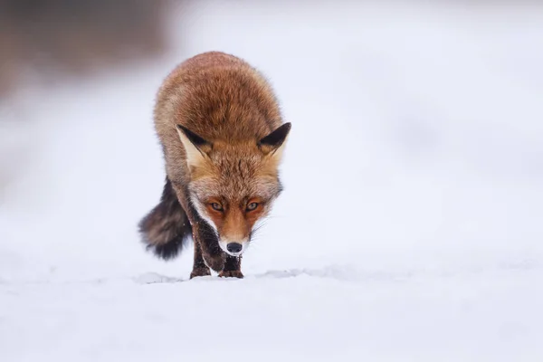 Κόκκινη αλεπού στο χιόνι — Φωτογραφία Αρχείου