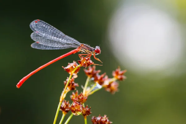 Macro imagem de damselfly — Fotografia de Stock