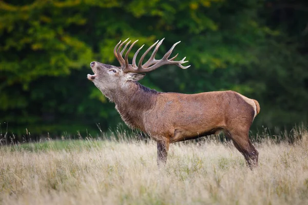 Üvöltő red deer szarvas — Stock Fotó