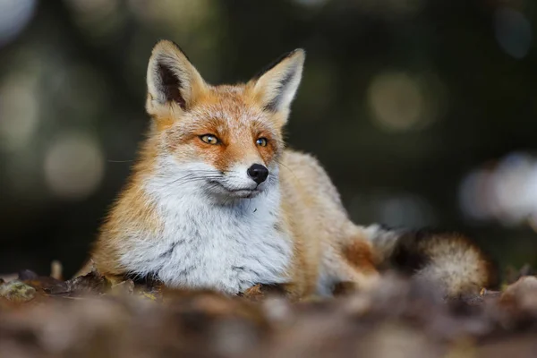 Ritratto di volpe rossa — Foto Stock