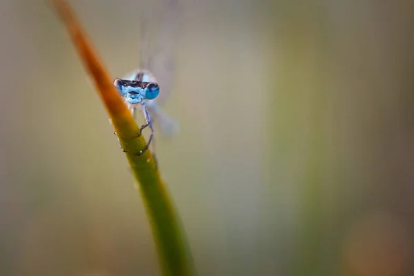Kızböcekleri makro resmi — Stok fotoğraf