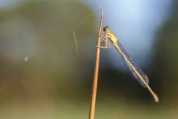 Makroaufnahme der Fliege — Stockfoto