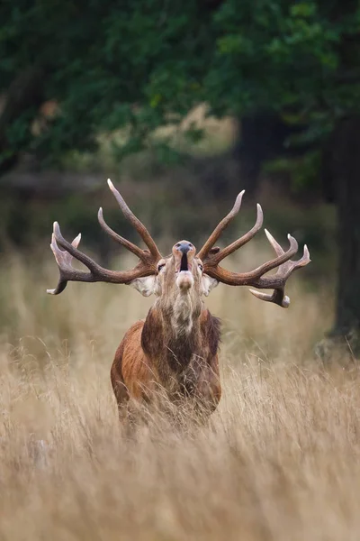 Řvoucí jelen jelen — Stock fotografie