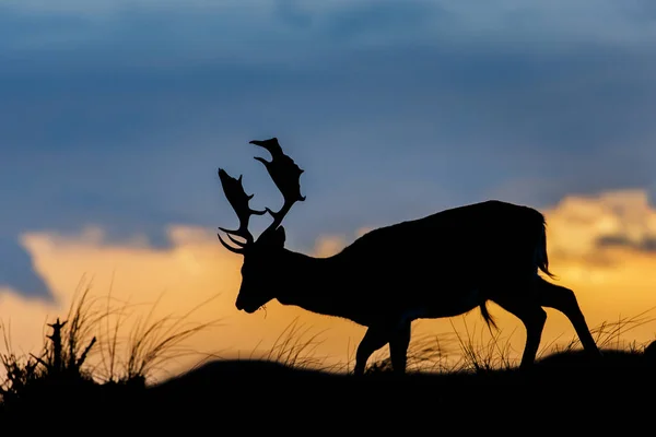 Silhouette di cervo selvatico — Foto Stock