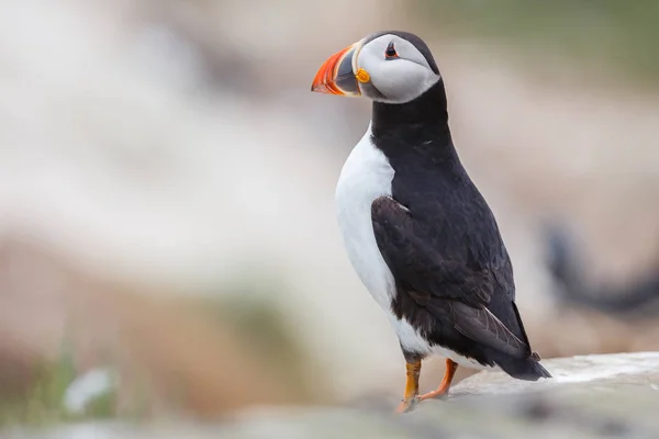 Puffin 조류를 닫습니다. — 스톡 사진