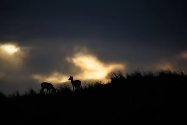 Fallow deer at sunset — Stock Photo, Image