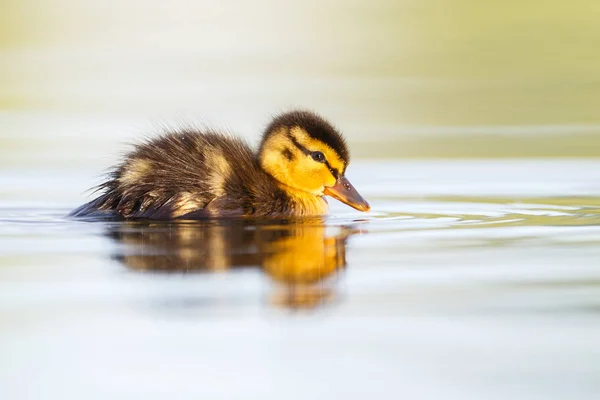 Kleines süßes Entlein — Stockfoto