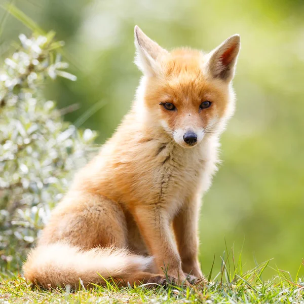 Άγρια κόκκινη αλεπού cub — Φωτογραφία Αρχείου