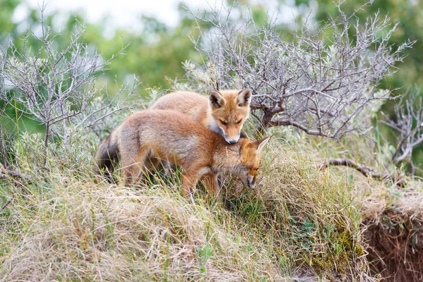 Δύο άγρια κόκκινα αλεπούδες — Φωτογραφία Αρχείου