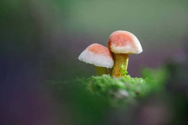 Perto de cogumelos na floresta — Fotografia de Stock