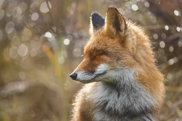 Retrato de zorro rojo — Foto de Stock