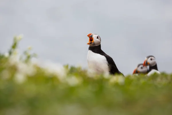 Pássaros puffins atlânticos — Fotografia de Stock