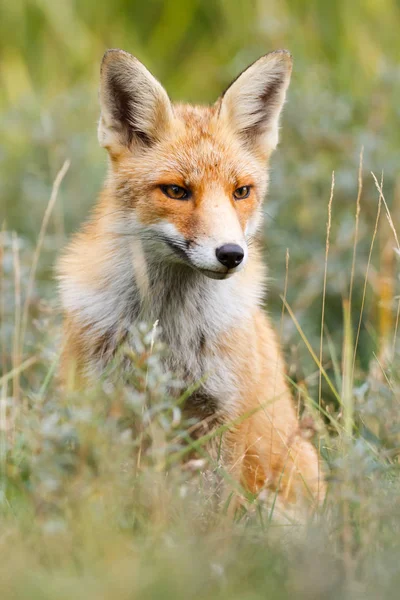 Volpe rossa selvatica — Foto Stock