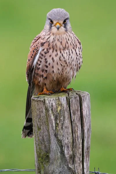 Pájaro cernícalo en un palo —  Fotos de Stock