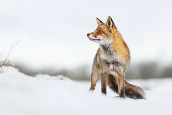 雪の中の赤い狐 — ストック写真