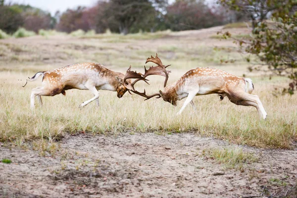 Två dovhjortar som kämpar — Stockfoto