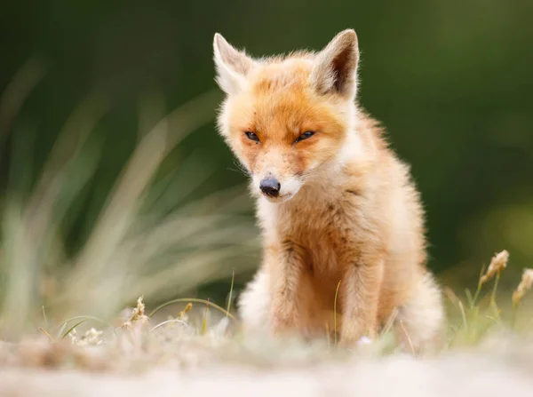 Cucciolo di volpe rossa selvatica — Foto Stock