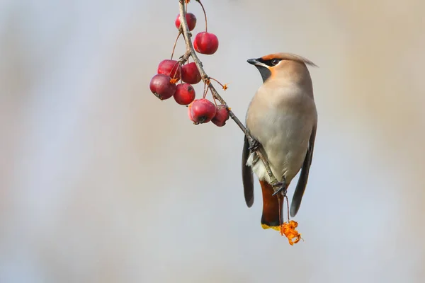 Bohemian Waxwing bird — Stock Photo, Image