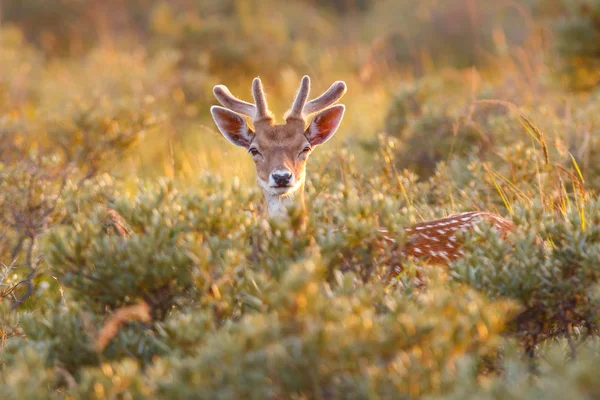 Ciervos de poca profundidad en la naturaleza —  Fotos de Stock