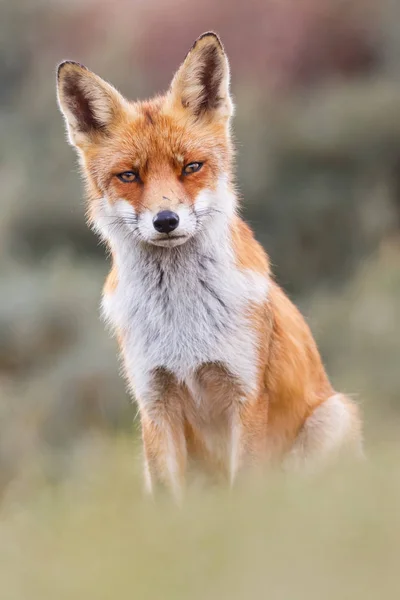 Wild red fox — Stock Photo, Image