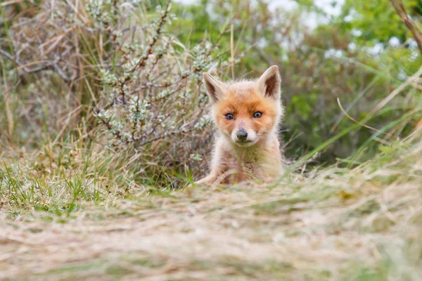 Salvaje zorro rojo cachorro — Foto de Stock