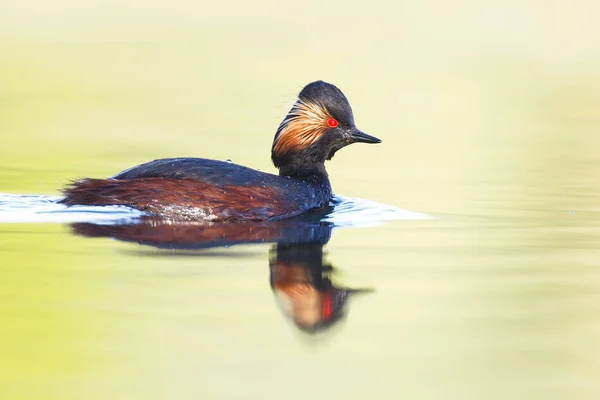 Grebe con cuernos nadando — Foto de Stock