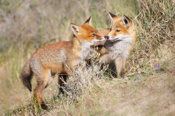 Dois filhotes de raposa vermelha selvagem — Fotografia de Stock