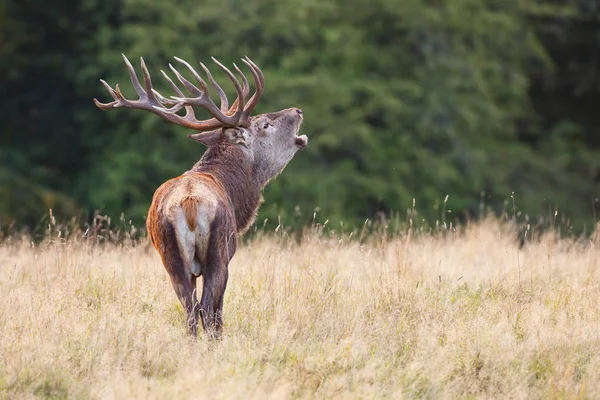 Üvöltő red deer szarvas — Stock Fotó