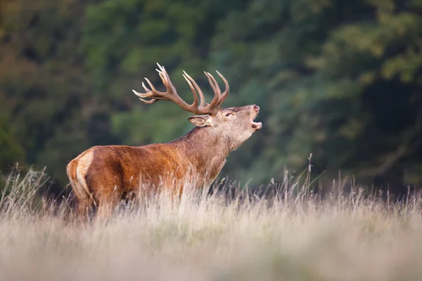 Üvöltő red deer szarvas — Stock Fotó