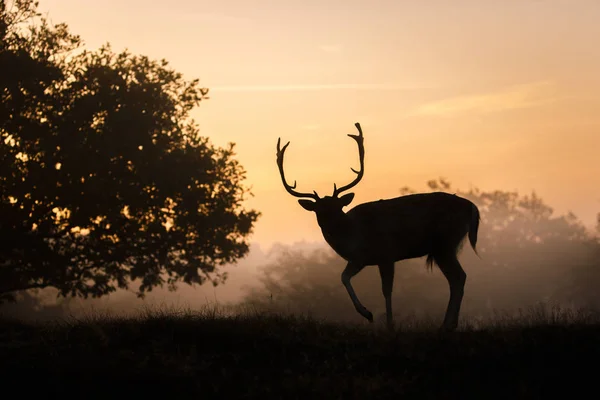 Cervos pousio durante a época de rutting — Fotografia de Stock