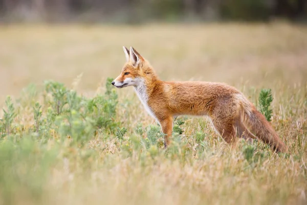 Renard roux sauvage — Photo