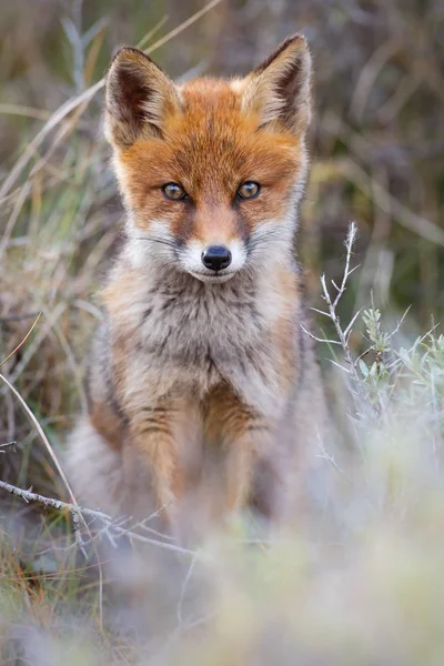 Cucciolo di volpe rossa selvatica — Foto Stock