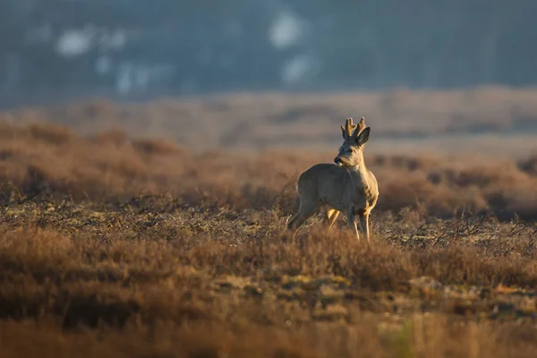 Europese ree — Stockfoto