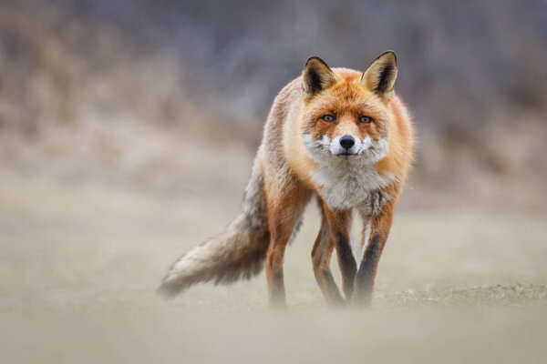 Wild red fox on the nature