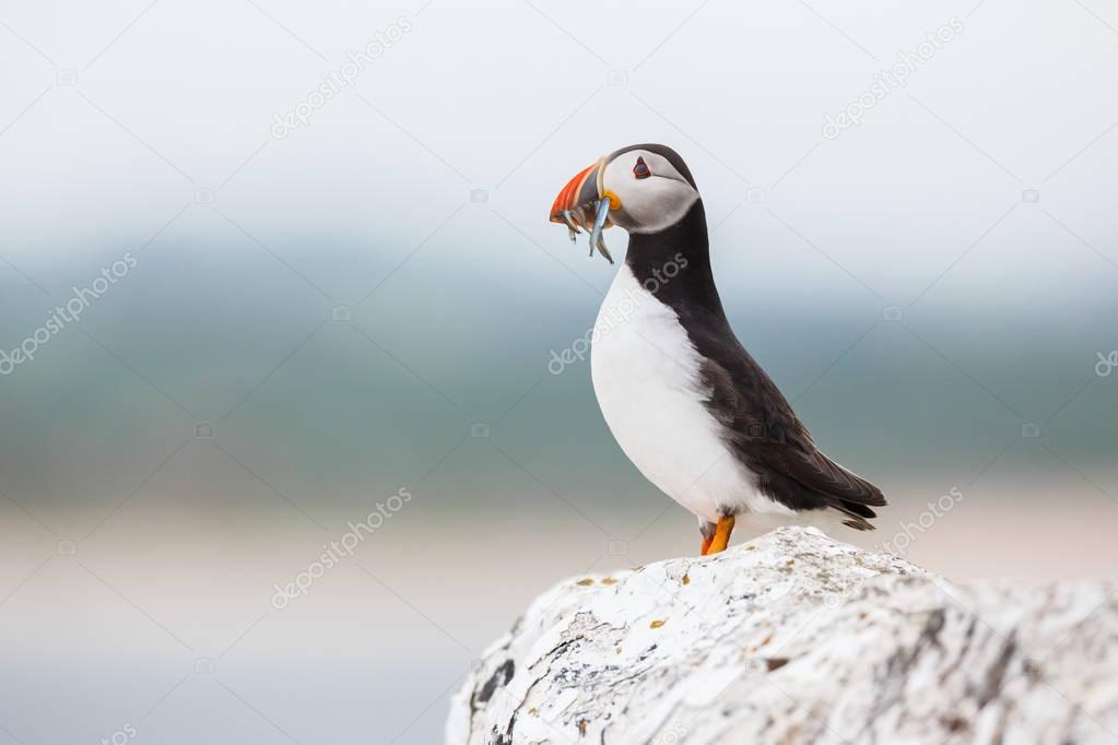 puffin bird with fish