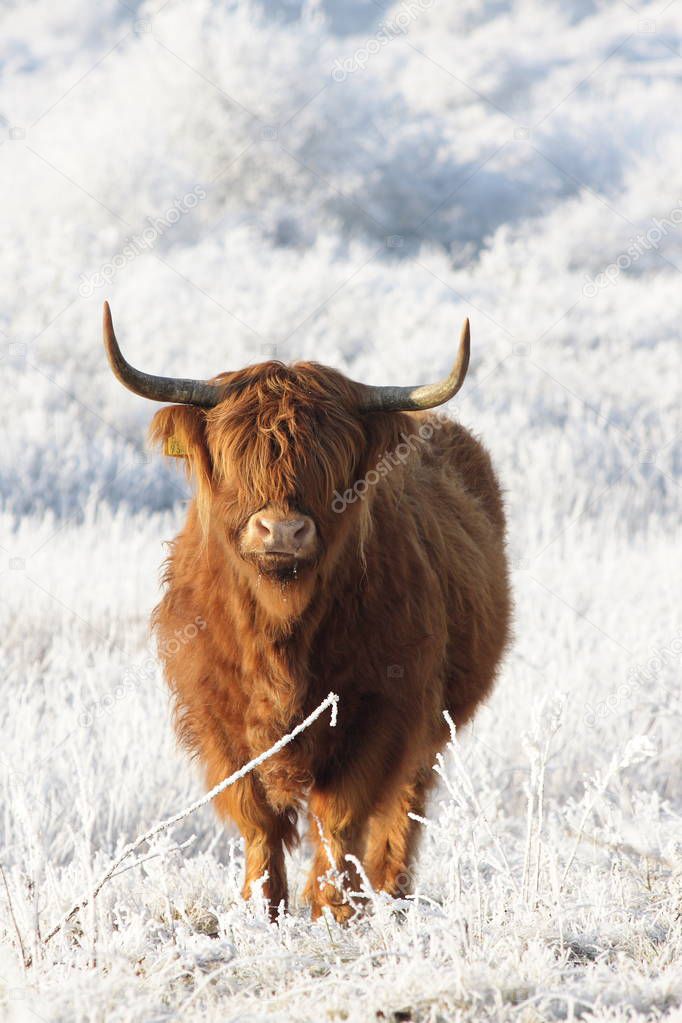 highland cow at winter 