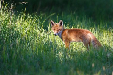 vahşi kızıl tilki yavrusu