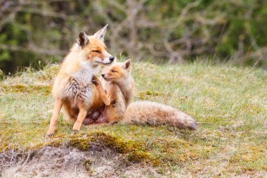 Yavrusu olan kızıl tilki