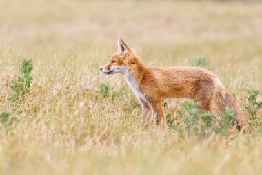 Vahşi kızıl tilki 