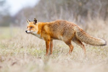 Vahşi kızıl tilki 