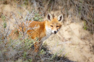 vahşi kızıl tilki yavrusu