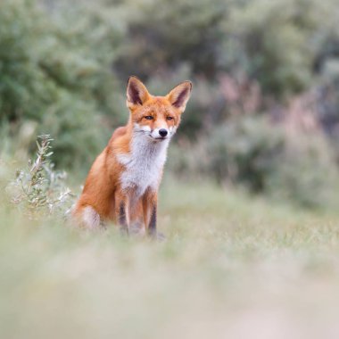 Vahşi kızıl tilki 