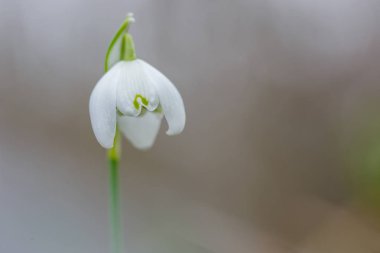 Bahar çiçek açması kardelen