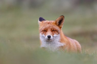 Vahşi kızıl tilki 