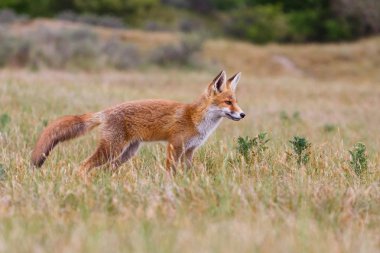 vahşi kızıl tilki yavrusu