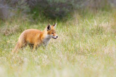 vahşi kızıl tilki yavrusu